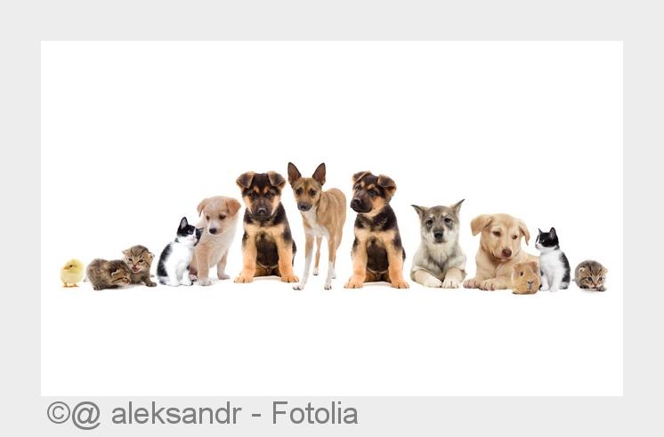 Ihre Tierarzt Praxis in Neckarsulm / Heilbronn (Bildquelle: @ aleksandr - Fotolia)