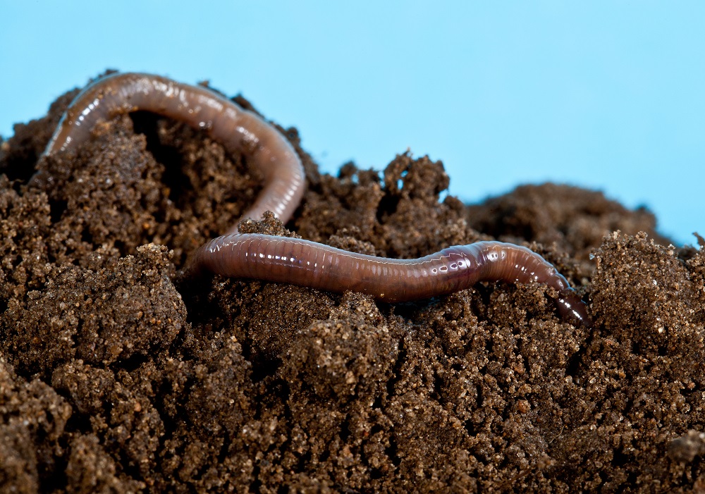 Aufgrund von Bodenversauerung immer seltener im Waldboden zu finden: tiefgrabende Regenwürmer. Foto: