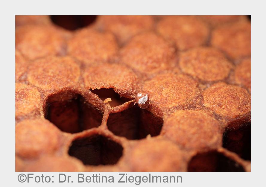Künstliche Infektion einer Brutzelle mit einer Varroa-Milbe. (Bildquelle: Foto: Dr. Bettina Ziegelma