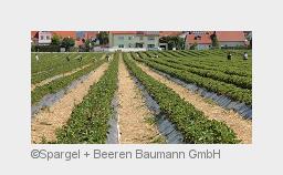 Beerige Zeiten: Ostbayernweitöffnen 20 Plantagen im Erdbeerland Baumann zum Selberpflücken (Bildquel Beerige Zeiten: Ostbayernweitöffnen 20 Plantagen im Erdbeerland Baumann zum Selberpflücken (Bildquel