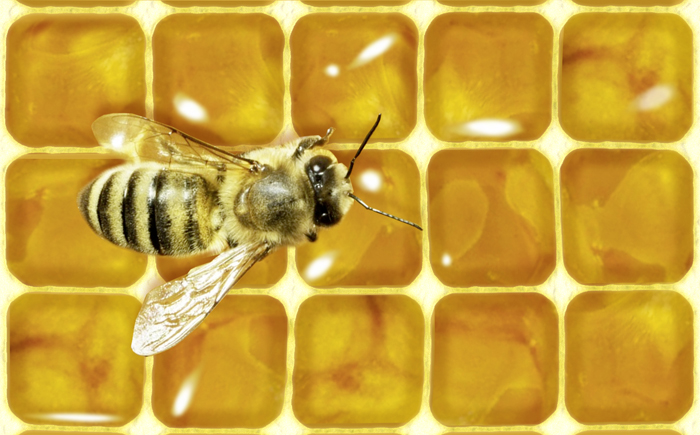 Bienen sparen 10 Prozent Wachs durch die hexagonale Form der Bienenwaben. Quelle: EMAMIDESIGN Bienen sparen 10 Prozent Wachs durch die hexagonale Form der Bienenwaben. Quelle: EMAMIDESIGN