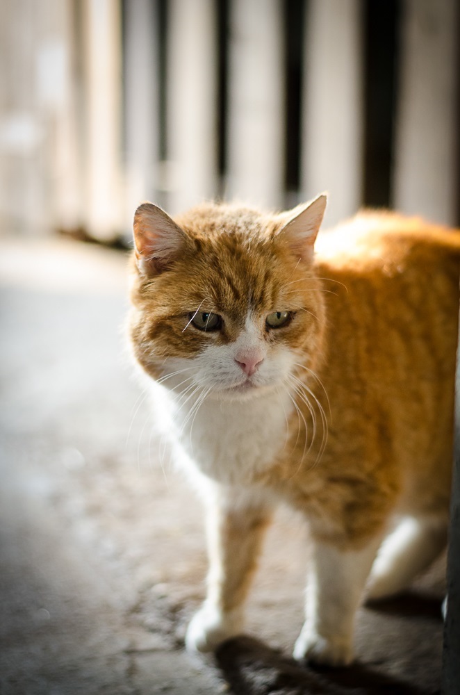 Kastrationspflicht für freilaufende Katzen Kastrationspflicht für freilaufende Katzen