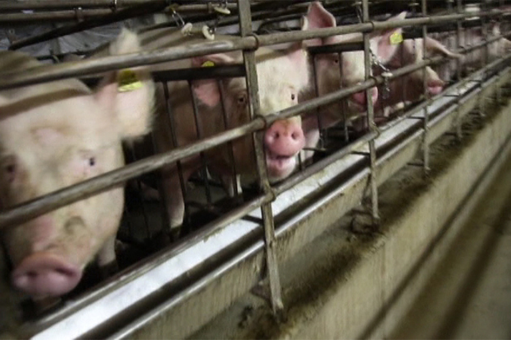 Landtag bestätigt: Massive Missstände im Schweinehochhaus festgestellt Landtag bestätigt: Massive Missstände im Schweinehochhaus festgestellt