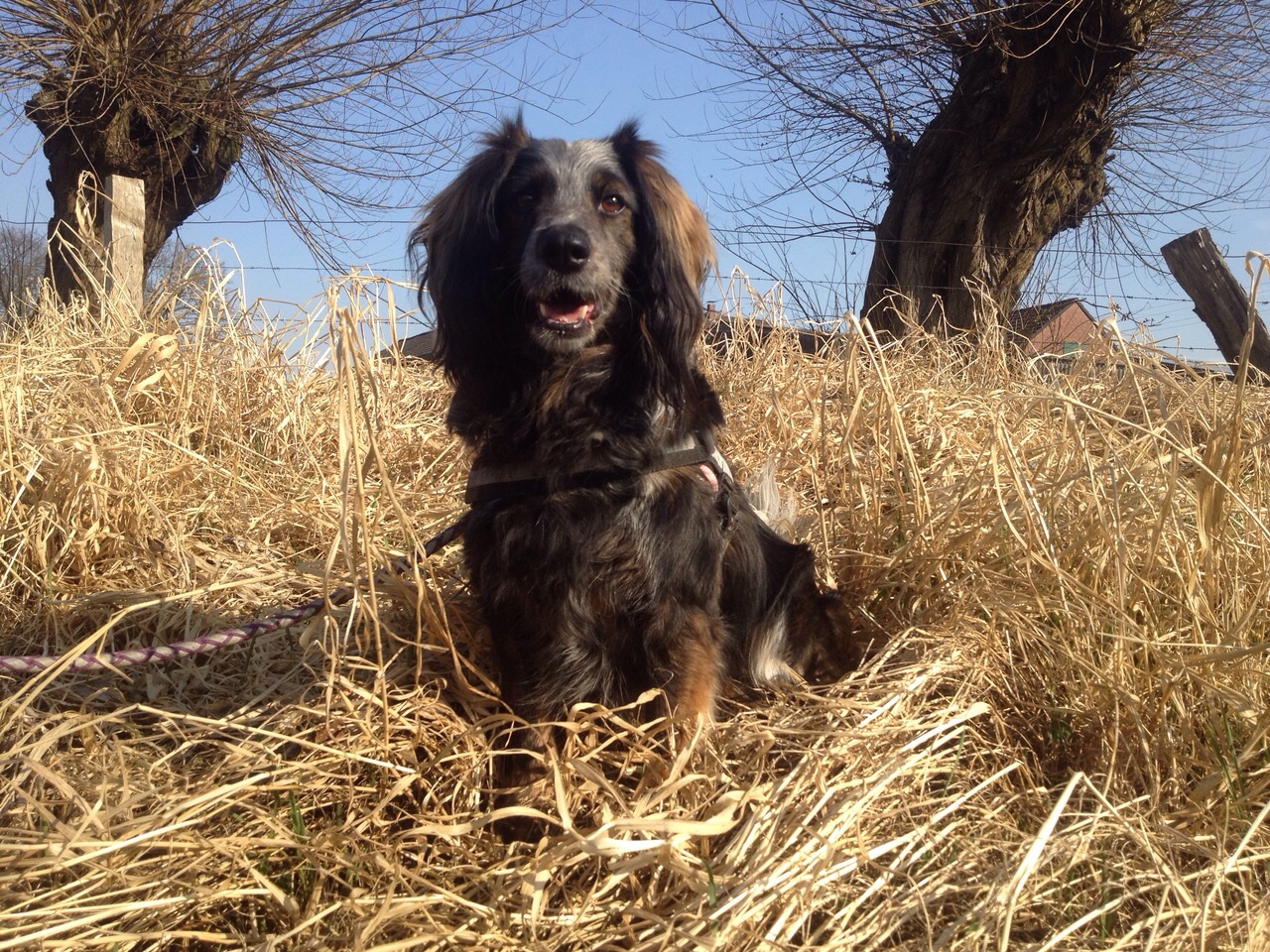 Wie Shila in der BDT-Tierherberge Kamp-Lintfort warten tausende Hunde in Tierheimen auf ein neues Zu Wie Shila in der BDT-Tierherberge Kamp-Lintfort warten tausende Hunde in Tierheimen auf ein neues Zu