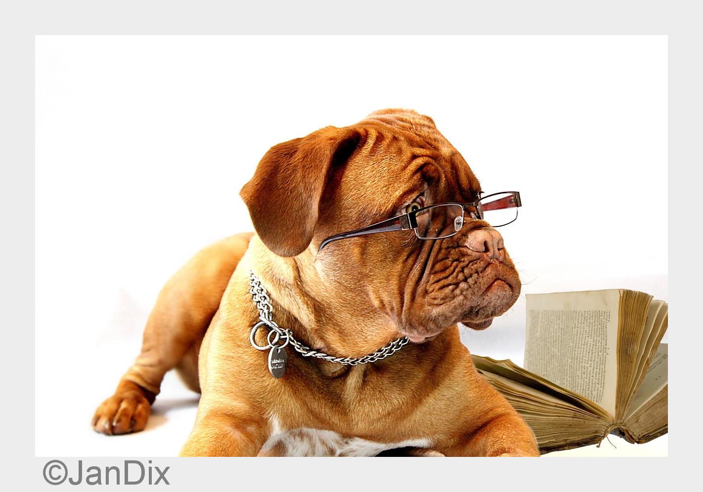 Warum hat Herrchen meine Webseite noch nicht auf Dog-Domains umgestellt? (Bildquelle: JanDix) Warum hat Herrchen meine Webseite noch nicht auf Dog-Domains umgestellt? (Bildquelle: JanDix)