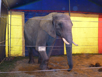 Elefantendame Benjamin im Circus Luna/©PETA