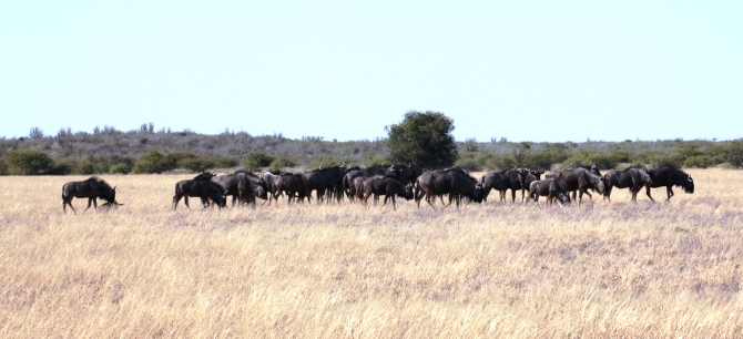 Streifengnus in der Kalahari©SAVE