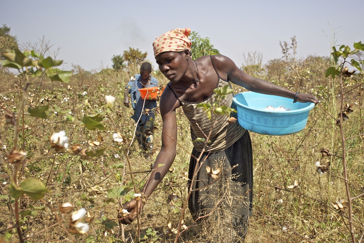 Ernte im Cotonea-Biobaumwoll-Projekt Uganda Ernte im Cotonea-Biobaumwoll-Projekt Uganda