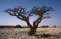 Weihrauchbaum © Oman Tourismboard - Buchungskontakt art of travel, München