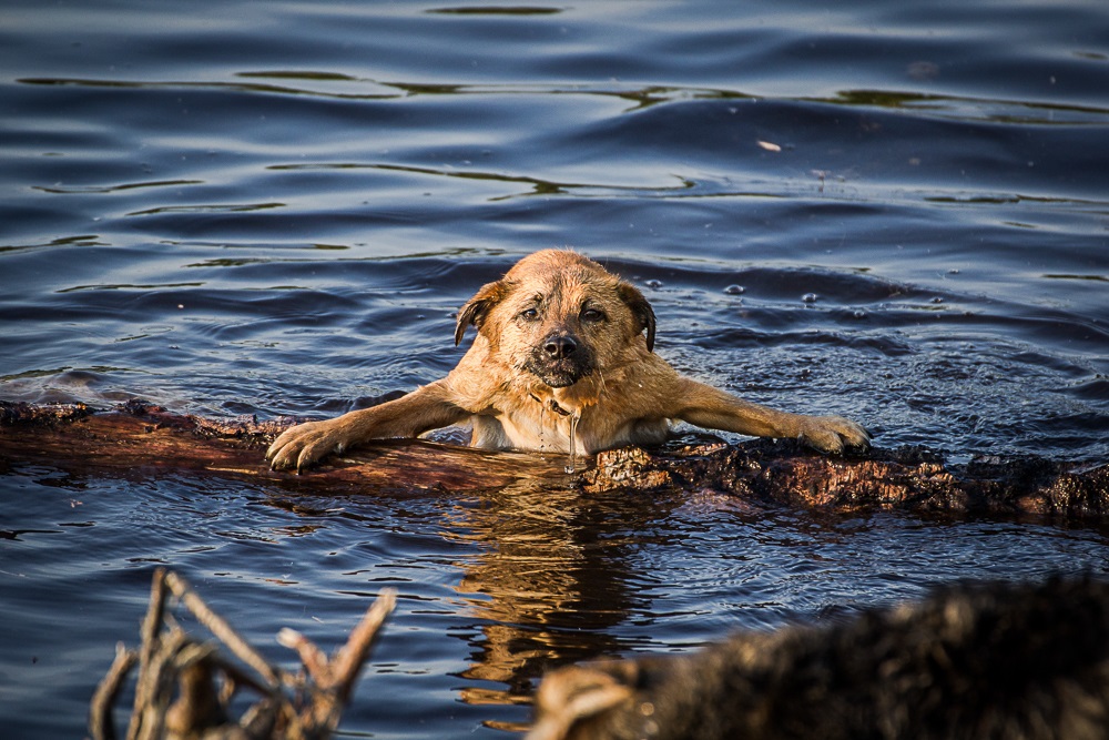 Auch Hunde genießen den Ausflug zum Badesee Auch Hunde genießen den Ausflug zum Badesee