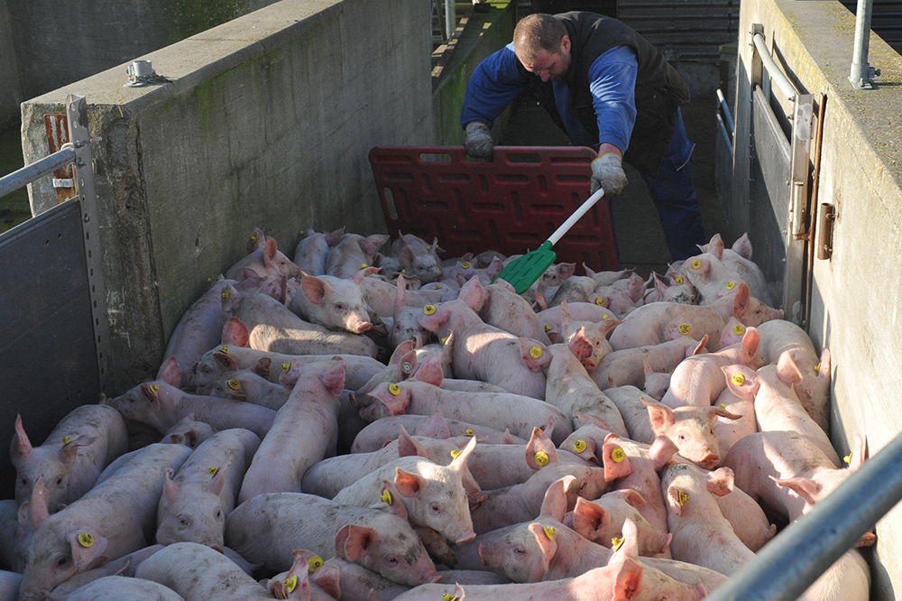 Schweinehochhaus knickt ein: Aufnahmen von brutaler Ferkelverladung dürfen weiterhin gezeigt werden Schweinehochhaus knickt ein: Aufnahmen von brutaler Ferkelverladung dürfen weiterhin gezeigt werden