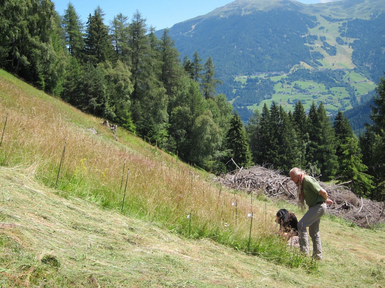 Prof. Dr. Carl Beierkuhnlein untersucht Bergwiesen am Venet im Pitztal in Tirol. Sie haben eine mitt Prof. Dr. Carl Beierkuhnlein untersucht Bergwiesen am Venet im Pitztal in Tirol. Sie haben eine mitt