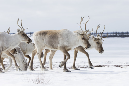 Spring Caribou Migration, Arctic Haven Wilderness Lodge, Nunavut. Bildnachweis: CTC/Nansen Webber