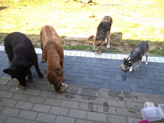 Ein Hunde-Eis für die Bewohner der BDT-Tierberge Ein Hunde-Eis für die Bewohner der BDT-Tierberge