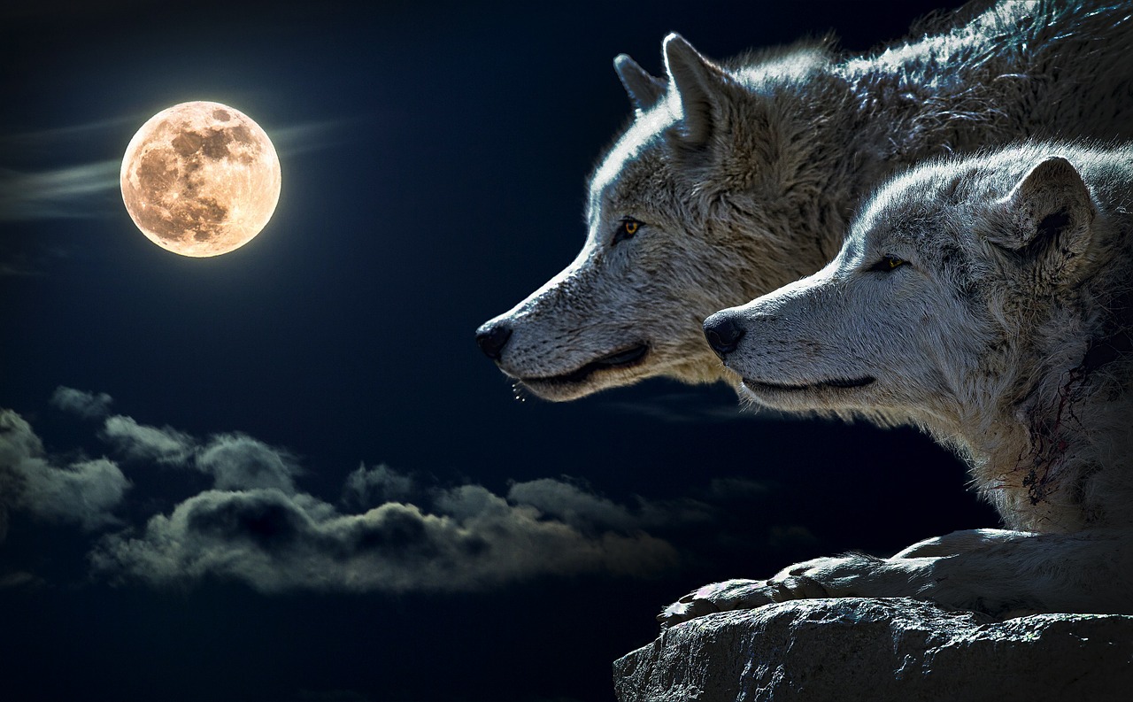 Wissen die Wölfe, daß Menschen laut Wolfsexperten nicht zu ihrem Beuteschema gehören?