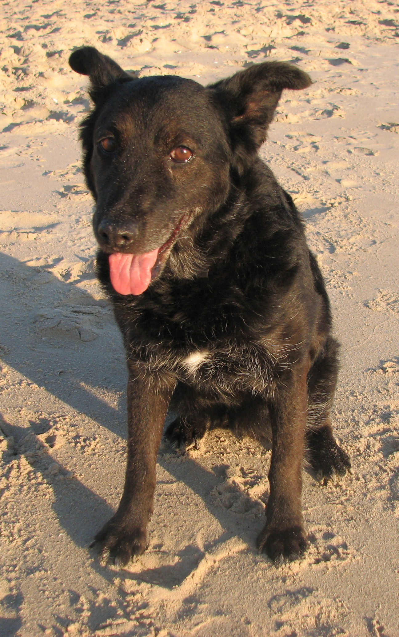 Wer Hund oder Katze aus dem Urlaub mit nach Hause nehmen will, sollte die Vorschriften kennen.