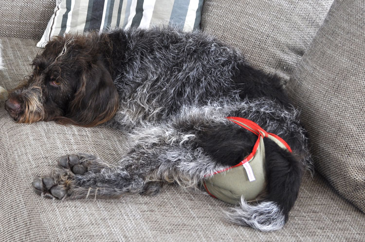 Durch den Schutz der piccobello-Hundewindel darf die Hündin auch während der Läufigkeit auf das Sofa