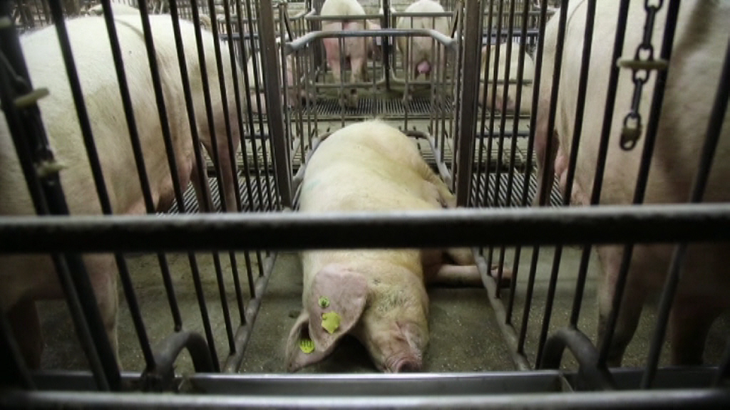 Im Brandfall würden alle 3000 Schweine bei lebendigem Leib verbrennen. Das Deutsche Tierschutzbüro e