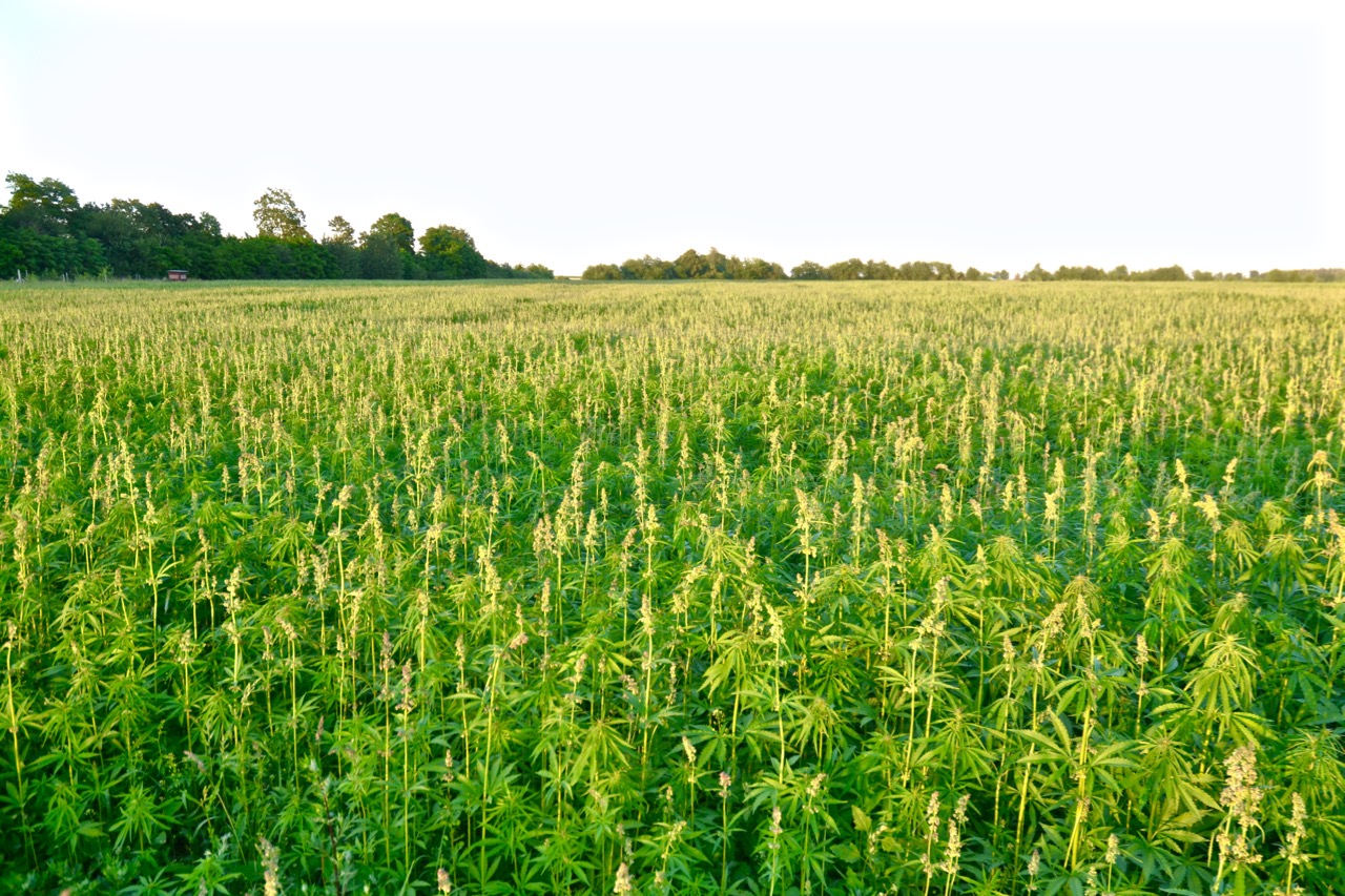 Hanf in der Müritz Region