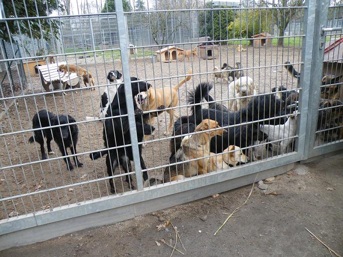 Die Hunde in der BDT-Tierherberge leben in Gruppenhaltung Die Hunde in der BDT-Tierherberge leben in Gruppenhaltung