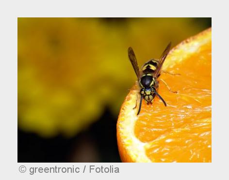 Von Süßem fühlen sich Wespen magisch angezogen. (Bildquelle:©greentronic / Fotolia)