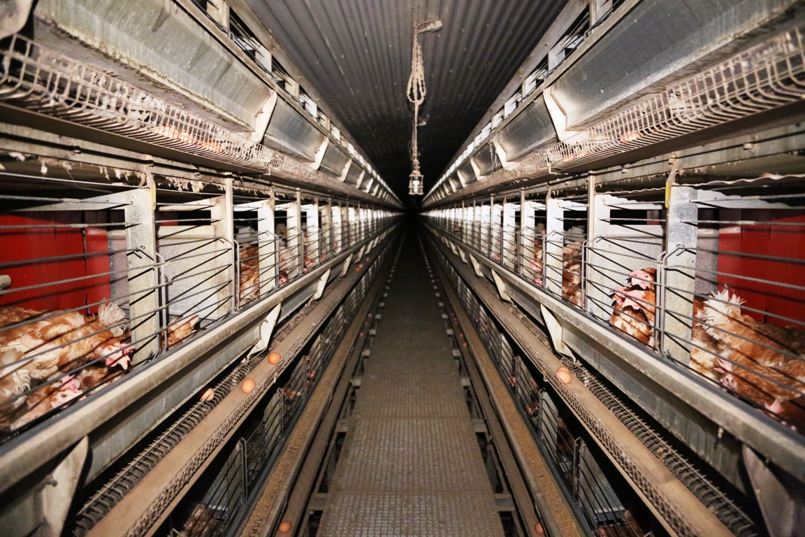 Deutsches Tierschutzbüro fordert Ende der Käfighaltung von Hühnern?aktuelle Bildaufnahmen belegen Deutsches Tierschutzbüro fordert Ende der Käfighaltung von Hühnern?aktuelle Bildaufnahmen belegen