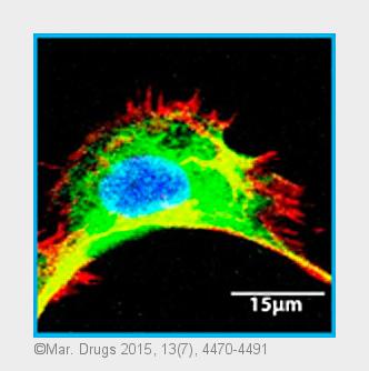 (Bildquelle: Mar. Drugs 2015, 13(7), 4470-4491) (Bildquelle: Mar. Drugs 2015, 13(7), 4470-4491)
