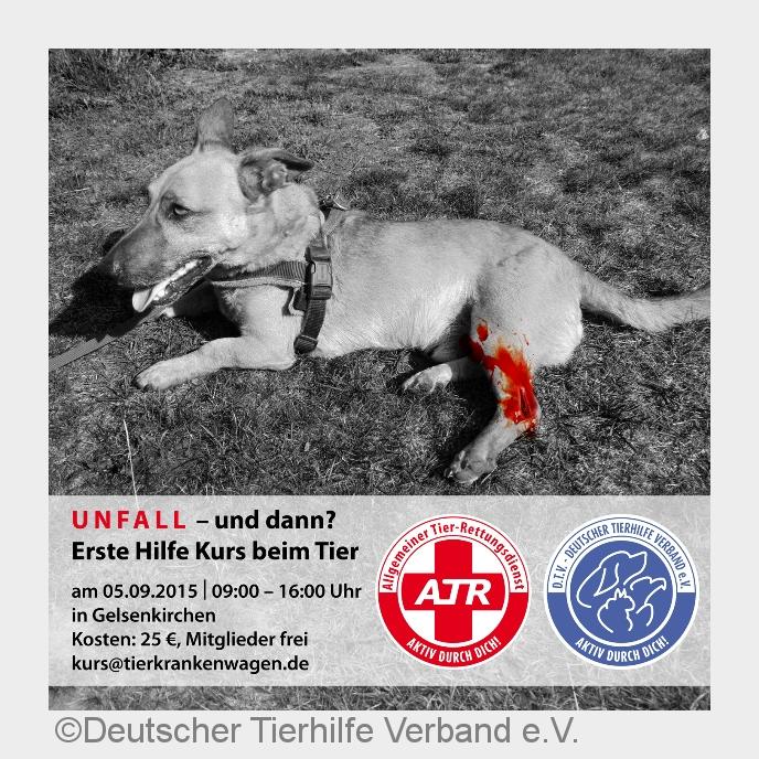 Jeder Tierbesitzer und Tierfreund kann Leben retten! (Bildquelle: Deutscher Tierhilfe Verband e.V.) Jeder Tierbesitzer und Tierfreund kann Leben retten! (Bildquelle: Deutscher Tierhilfe Verband e.V.)