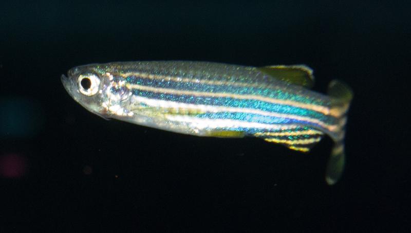 Zebrafische können ihre Schwanzflosse nach einer Verletzung innerhalb von drei Wochen regenerieren Zebrafische können ihre Schwanzflosse nach einer Verletzung innerhalb von drei Wochen regenerieren