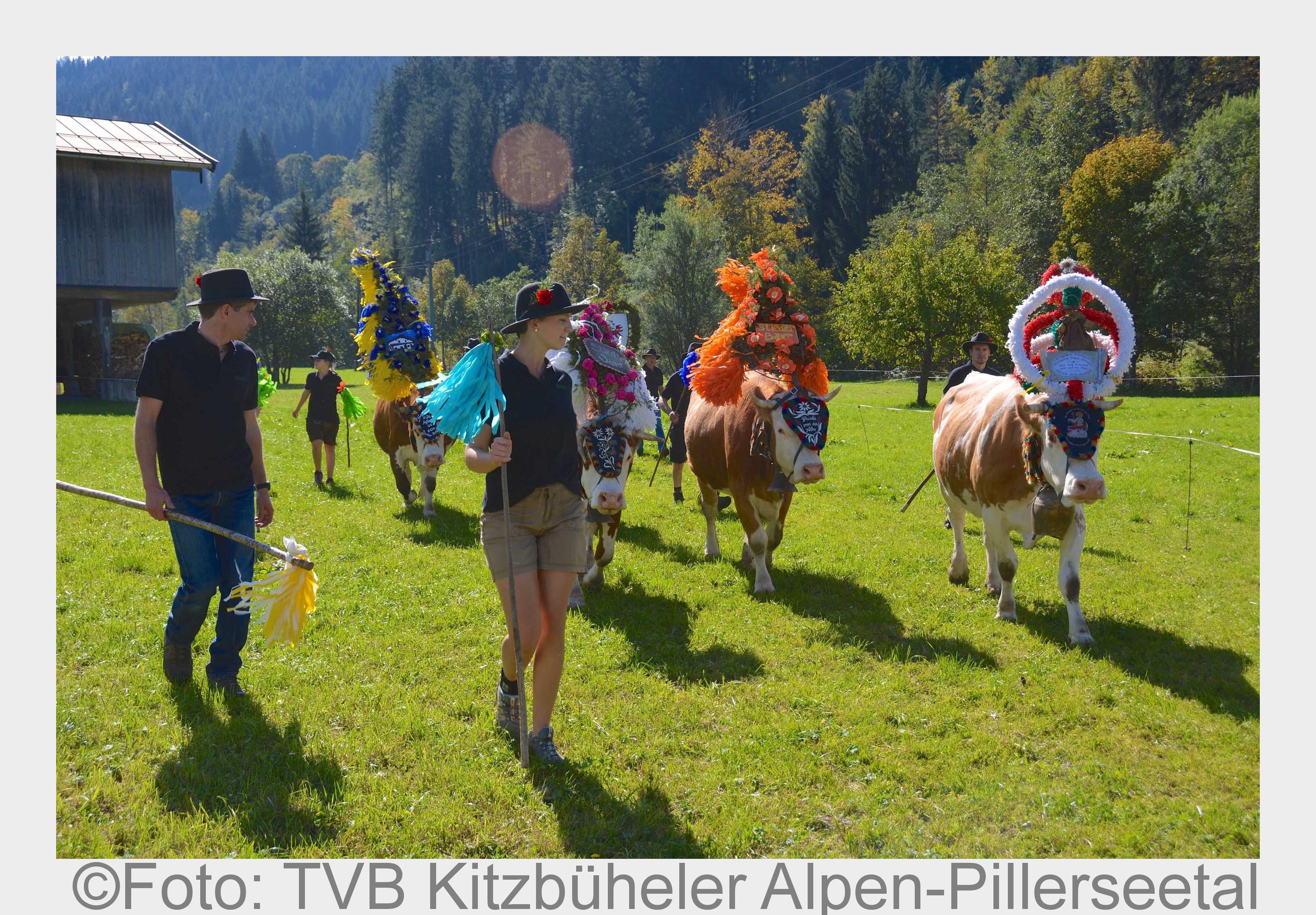 Wo die Kühe Kronen tragen: Almabtrieb im Tiroler Pillerseetal. (Bildquelle: Foto: TVB Kitzbüheler Al Wo die Kühe Kronen tragen: Almabtrieb im Tiroler Pillerseetal. (Bildquelle: Foto: TVB Kitzbüheler Al