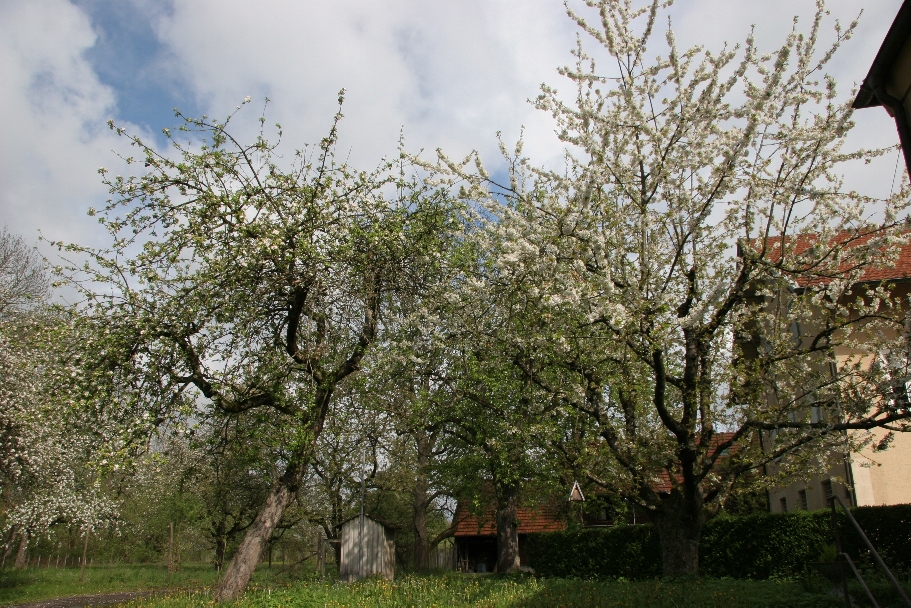 Streuobstwiesen auf dem Cotonea-Firmengelände: Refugium für Insekten, Vögel und Kleinsäuger