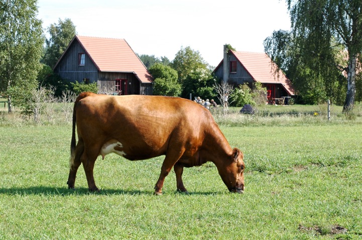 Rote Angus Kuh vor der Ferienanlage Rote Angus Kuh vor der Ferienanlage