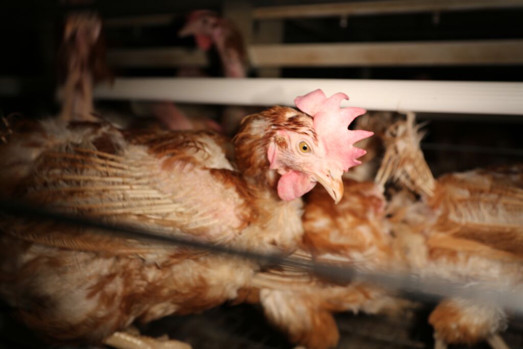 Deutsches Tierschutzbüro: Kleingruppenhaltung von Legehennen ist verfassungswidrig! Deutsches Tierschutzbüro: Kleingruppenhaltung von Legehennen ist verfassungswidrig!