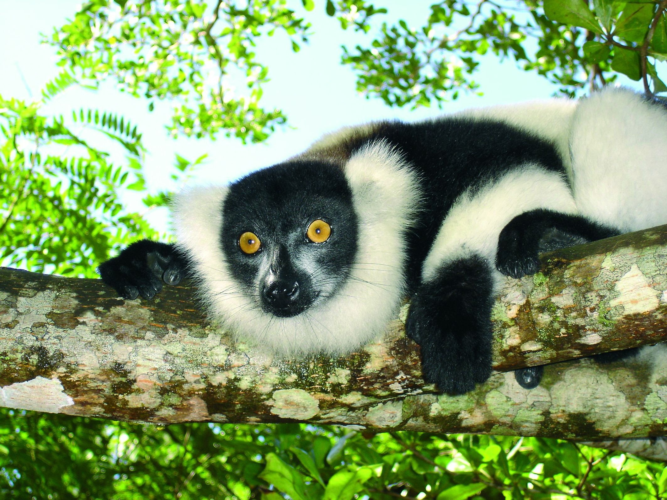 Lemur