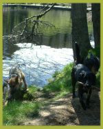 Hundeurlaub im Haus Waldeck Hundeurlaub im Haus Waldeck