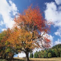 Atemberaubende Herbstlandschaft im Bayerischen Wald Atemberaubende Herbstlandschaft im Bayerischen Wald