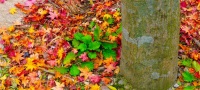 Das Thema der Oktober-TrendBox heißt Farbenspiel. Das Thema der Oktober-TrendBox heißt Farbenspiel.