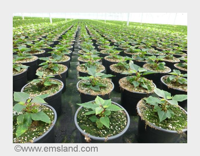 (Bildquelle: www.emsland.com) (Bildquelle: www.emsland.com)