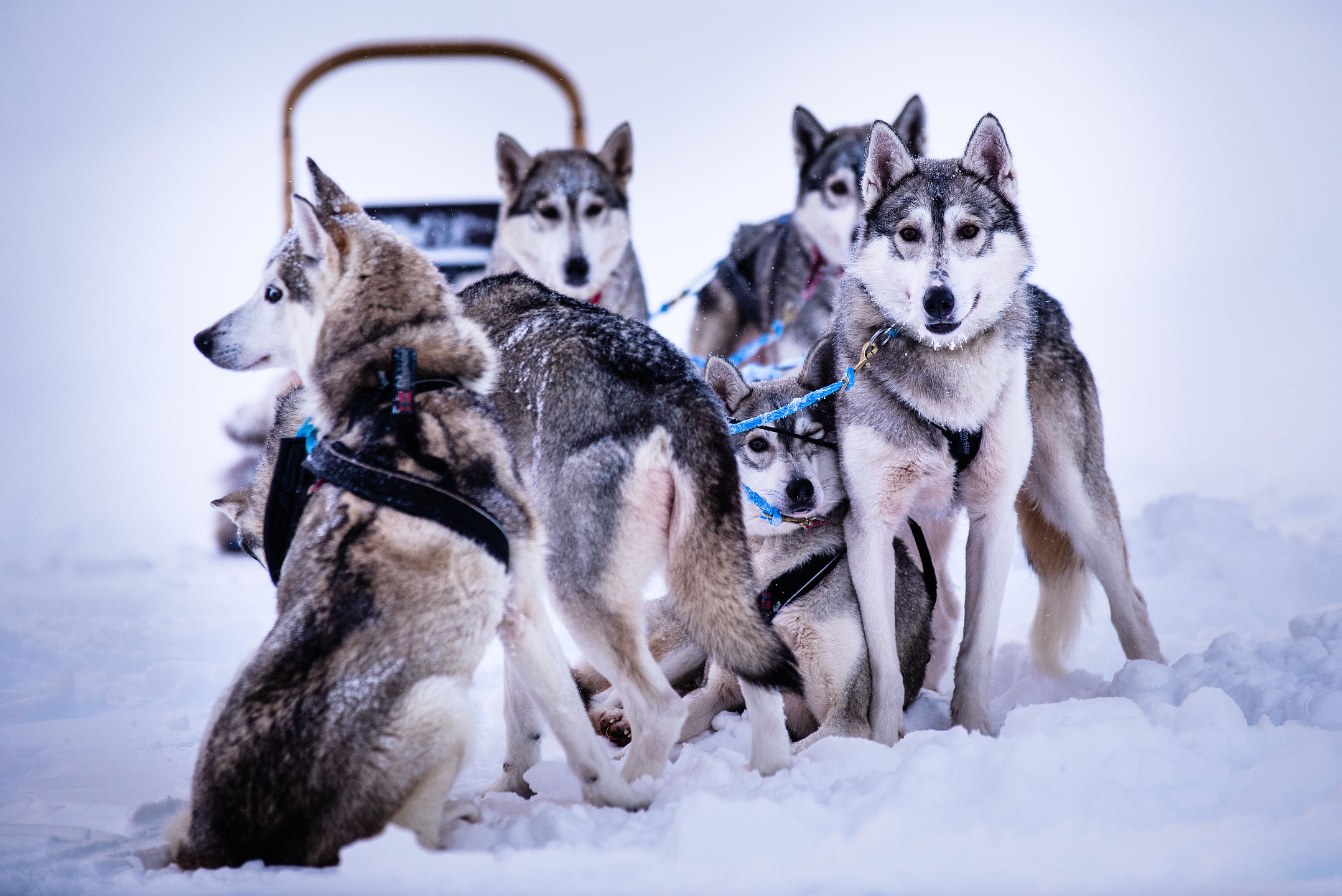 Mit Schlittenhundgespannen fahren die Teilnehmer der Polar Night Magic-Expedition durch Lappland. Bi