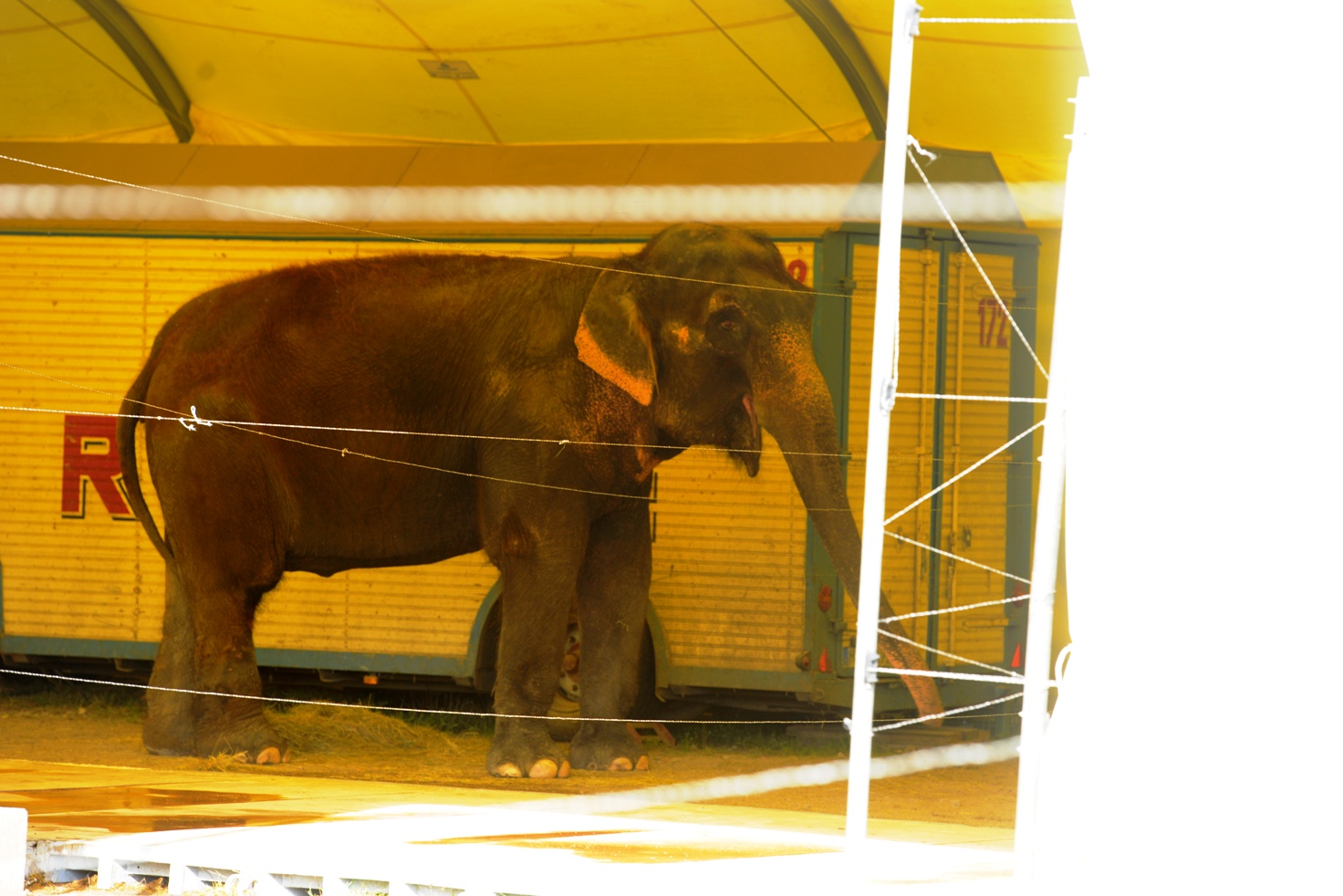 Bestätigt: Circus Krone Tiere quält Bestätigt: Circus Krone Tiere quält