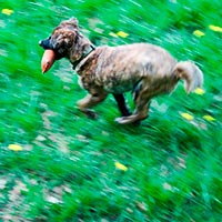 Apportieren: Schult Hund und Mensch im Umgang mit Beute. Apportieren: Schult Hund und Mensch im Umgang mit Beute.