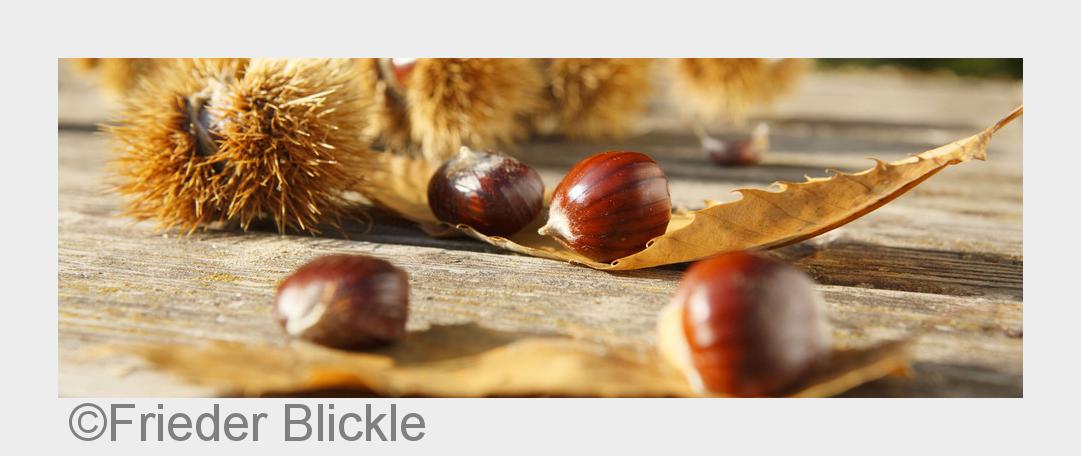 Traumhafter Herbst in Lana bei Meran - die Kastanie steht im Mittelpunkt. (Bildquelle: Frieder Blick Traumhafter Herbst in Lana bei Meran - die Kastanie steht im Mittelpunkt. (Bildquelle: Frieder Blick