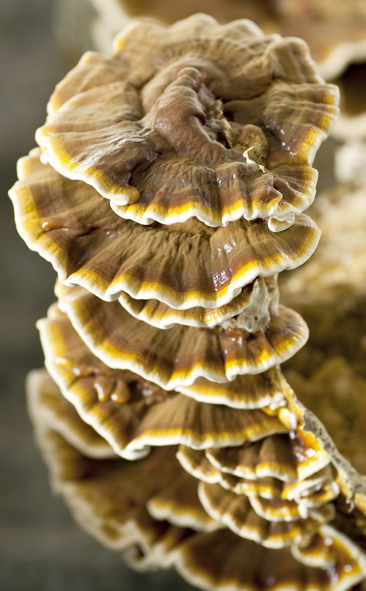 Der auch?Pilz des ewigen Lebens?genannte Reishi ist einer der bekanntesten und am vielfältigsten e