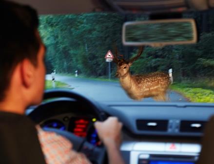 Wildunfälle sind keine Seltenheit. Mit dem richtigen Verhalten lässt sich mancher Unfall vermeiden. Wildunfälle sind keine Seltenheit. Mit dem richtigen Verhalten lässt sich mancher Unfall vermeiden.