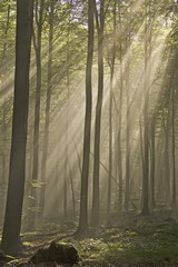 Licht im Wald. Bild: Dr. C. Fried Licht im Wald. Bild: Dr. C. Fried