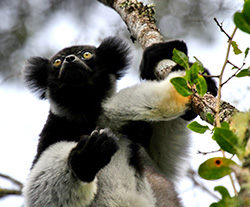 Lemur in Madagaskar. PRIORI Reisen Lemur in Madagaskar. PRIORI Reisen