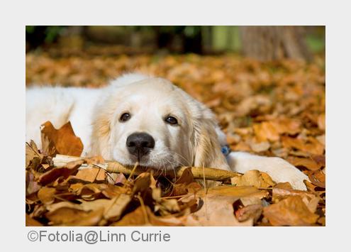 Herbsturlaub mit Hund: Bei hunde-urlaub.net gibt es hundefreundliche Adressen von Nordsee bis Adria Herbsturlaub mit Hund: Bei hunde-urlaub.net gibt es hundefreundliche Adressen von Nordsee bis Adria