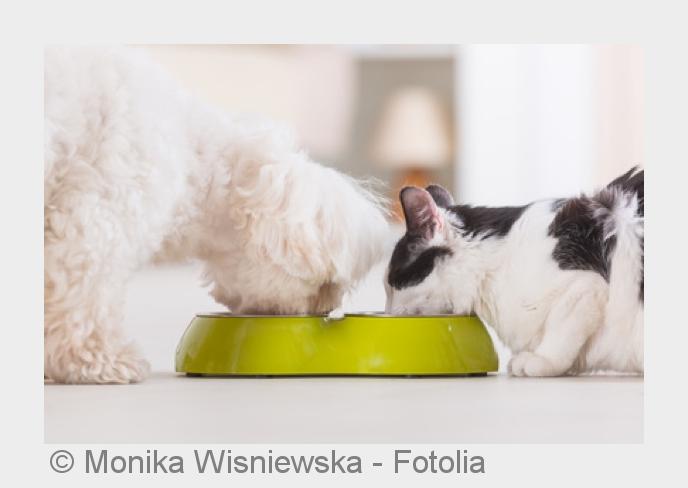 Zwei Fütterungen am Tag sorgen für eine Grundsättigung beim Hund. (Bildquelle:©Monika Wisniewska - F Zwei Fütterungen am Tag sorgen für eine Grundsättigung beim Hund. (Bildquelle:©Monika Wisniewska - F