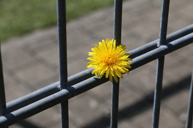 Lizenz-Public Domain CC0 - http://pixabay.com/de - fence722437 Lizenz-Public Domain CC0 - http://pixabay.com/de - fence722437