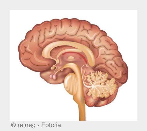 Die Hypophyse steuert vieles im Körper. (Bildquelle:©reineg - Fotolia) Die Hypophyse steuert vieles im Körper. (Bildquelle:©reineg - Fotolia)